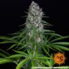 Blueberry Cheese Feminized Seeds