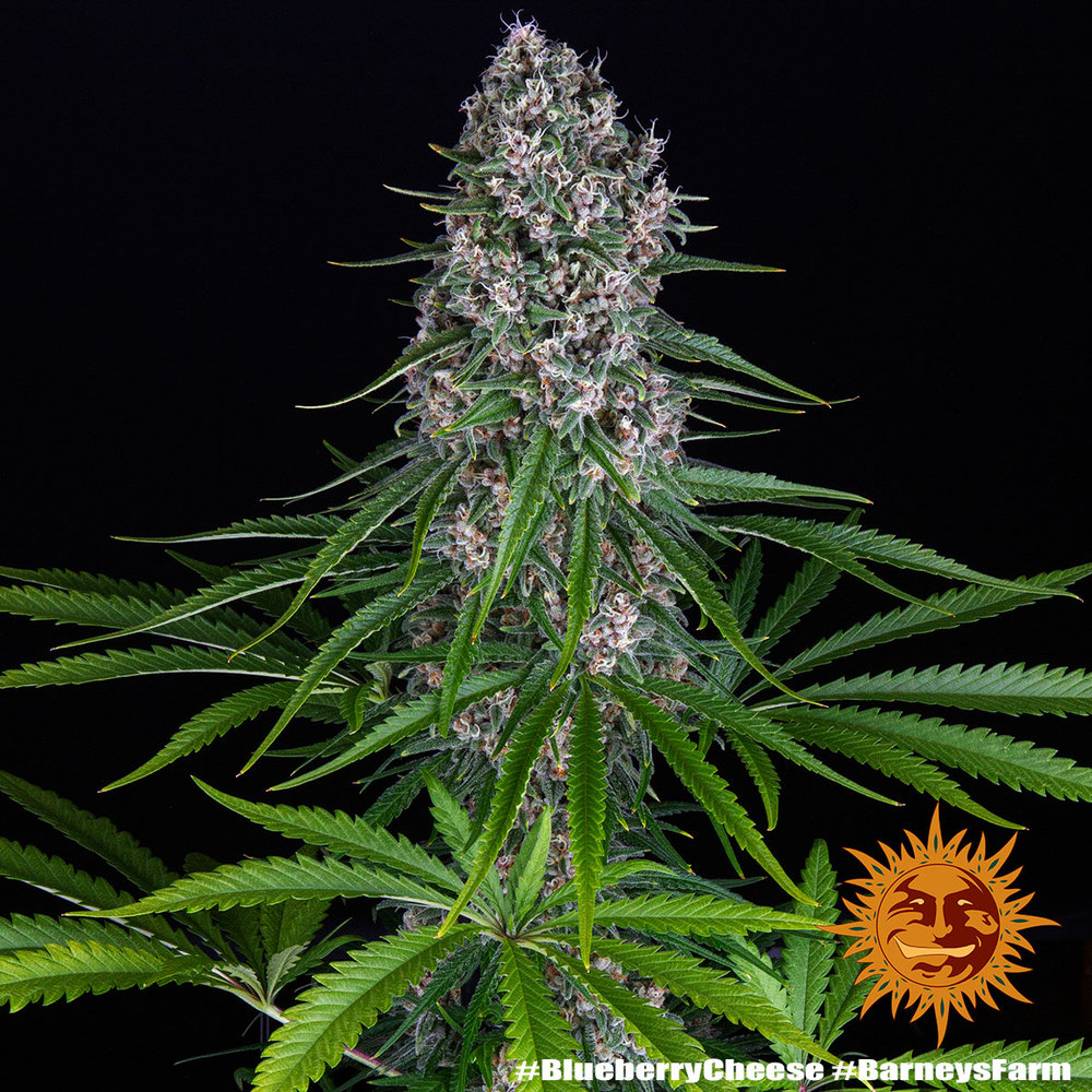 Blueberry Cheese Feminized Seeds