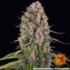 Buy Blueberry Cheese Feminized Seeds by Barney's Farm in America - Image 8