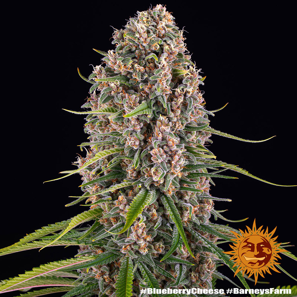 Buy Blueberry Cheese Feminized Seeds by Barney's Farm in America - Image 8
