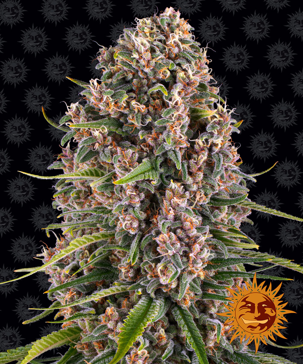 Blueberry Cheese Feminized Seeds