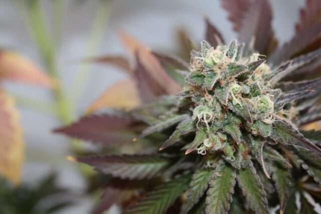 Blueberry Cookies Auto Feminized Seeds