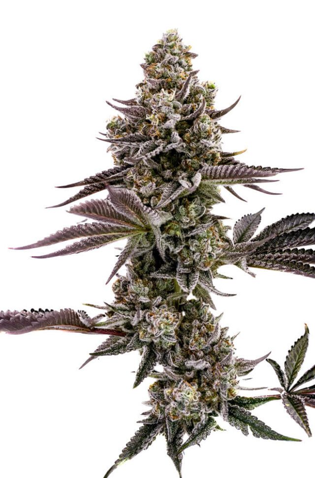 Blueberry Cupcake Feminized Seeds