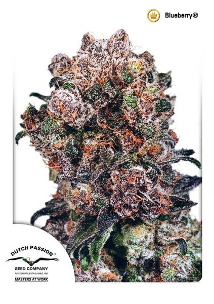 Blueberry Regular Seeds