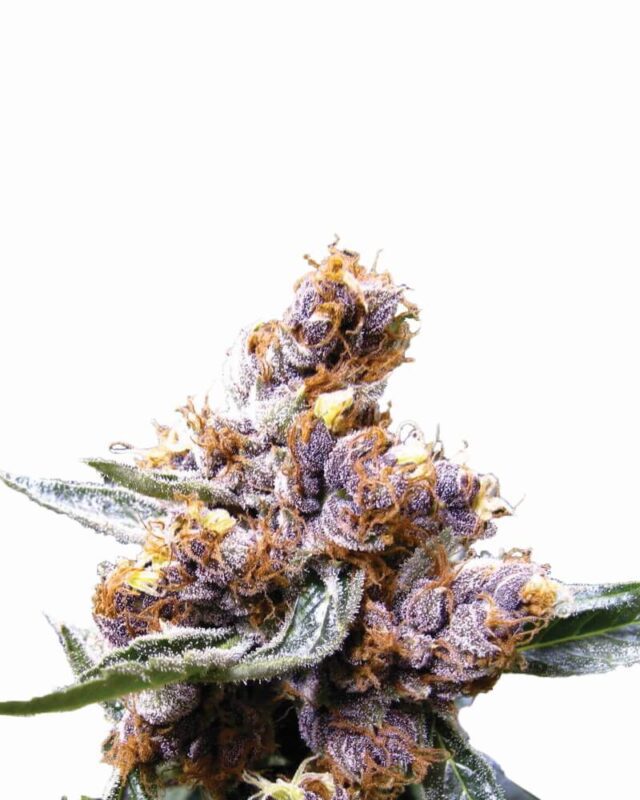 Blueberry Feminized Seeds