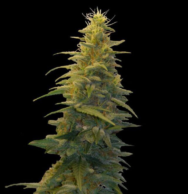 Blueberry Gum #2 Feminized Seeds