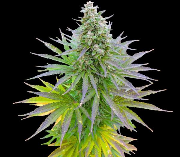 Blueberry Gum Feminized Seeds