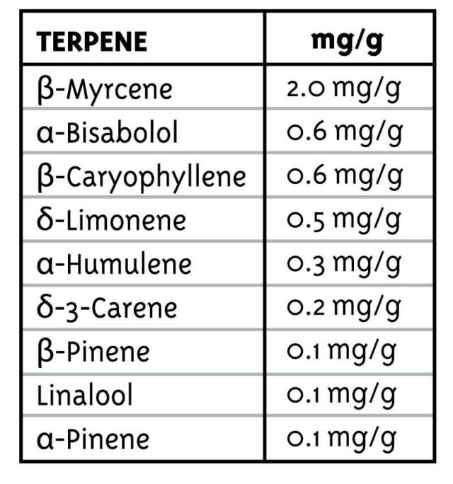 Blueberry Muffin Feminized Seeds