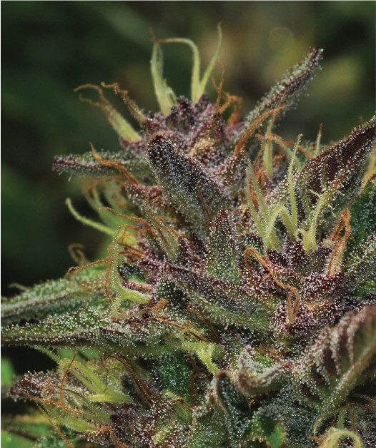 Blueberry Muffin Feminized Seeds