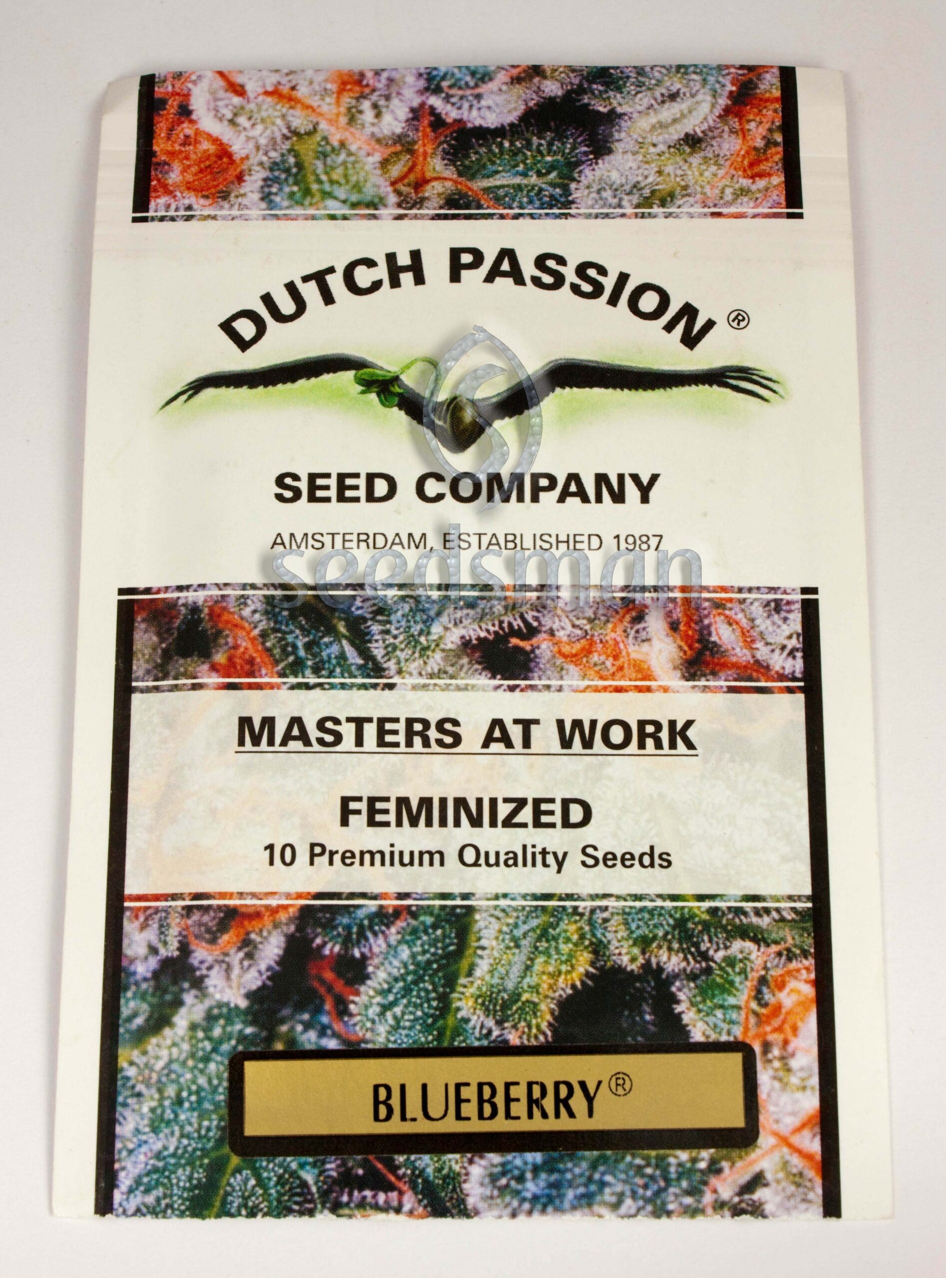 Buy Blueberry Feminized Seeds by Dutch Passion in America - Image 2