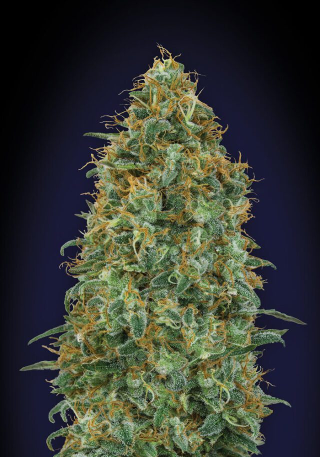 Blueberry Feminized Seeds