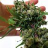 Blueberry Cheese Feminized Seeds
