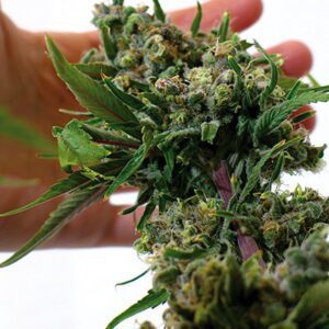 Blueberry Cheese Feminized Seeds