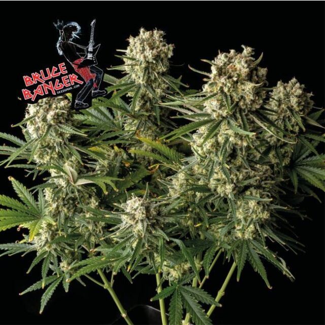 Bruce Banger Feminized Seeds