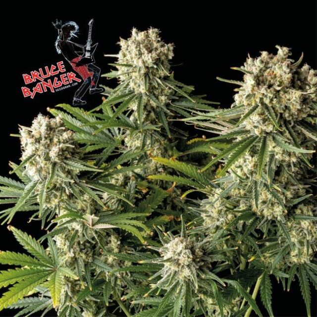 Bruce Banger Feminized Seeds