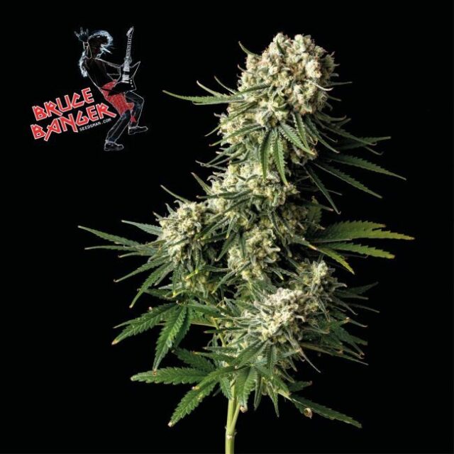 Bruce Banger Feminized Seeds