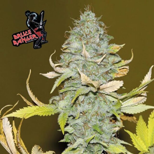 Bruce Banger Feminized Seeds