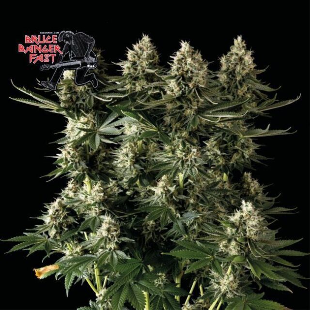 Bruce Banger FAST Feminized Seeds