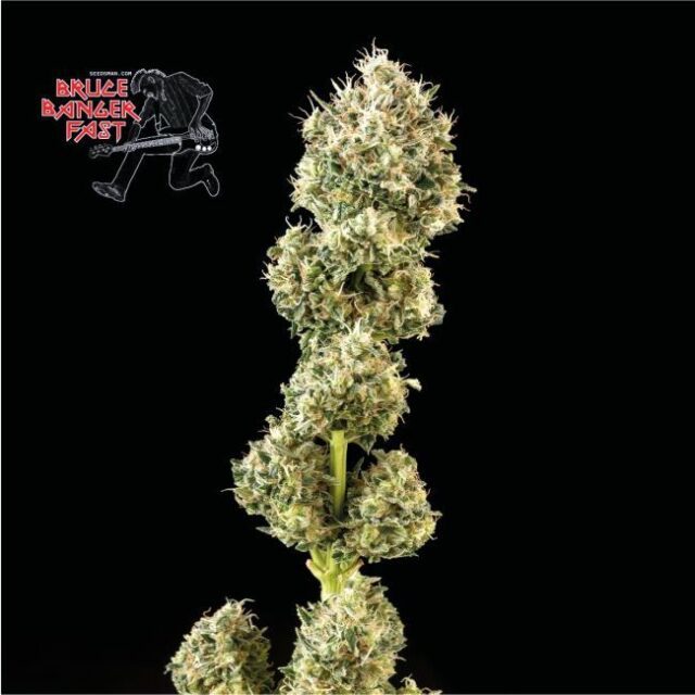 Bruce Banger FAST Feminized Seeds