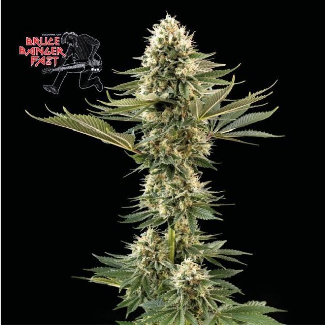 Bruce Banger FAST Feminized Seeds