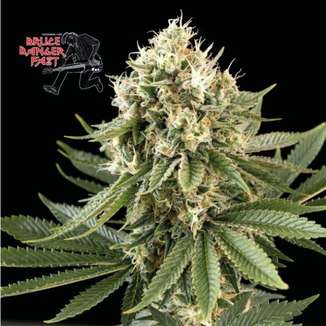 Bruce Banger FAST Feminized Seeds