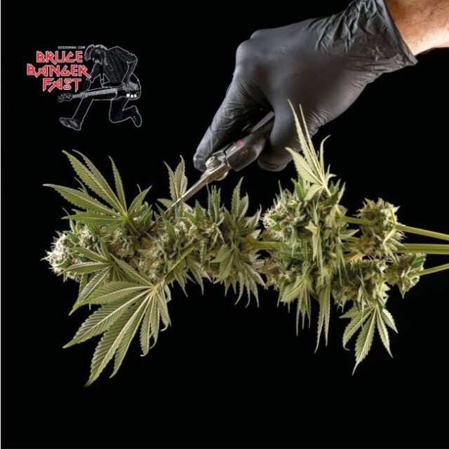 Bruce Banger FAST Feminized Seeds