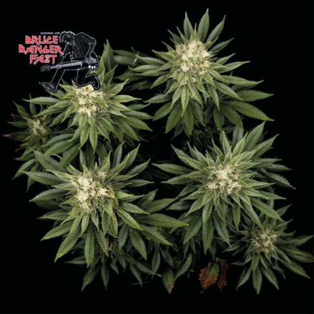 Bruce Banger FAST Feminized Seeds