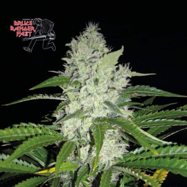 Bruce Banger FAST Feminized Seeds