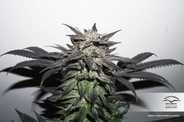 Bubba Island Kush Feminized Seeds