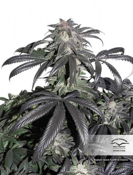 Bubba Island Kush Feminized Seeds