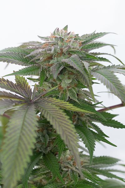 Bubba Kush 2.0 Feminized Seeds