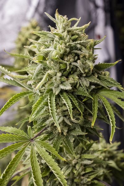 Bubba Kush Auto Feminized Seeds