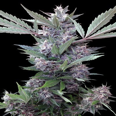 Bubba Kush x PCK Feminized Seeds