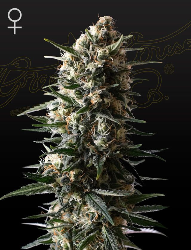 Bubba Slush Feminized Seeds