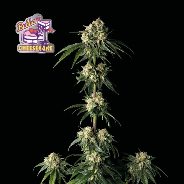 Bubba Cheesecake Feminized Seeds