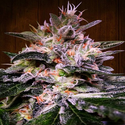 Bubba Hash Feminized Seeds