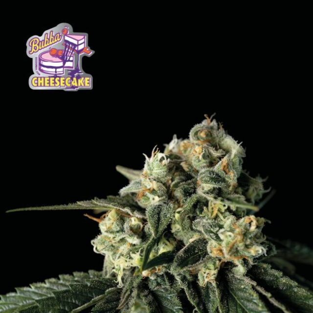 Bubba Cheesecake Feminized Seeds