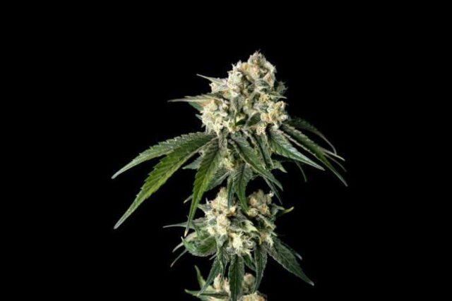 Bubba Cheesecake Feminized Seeds