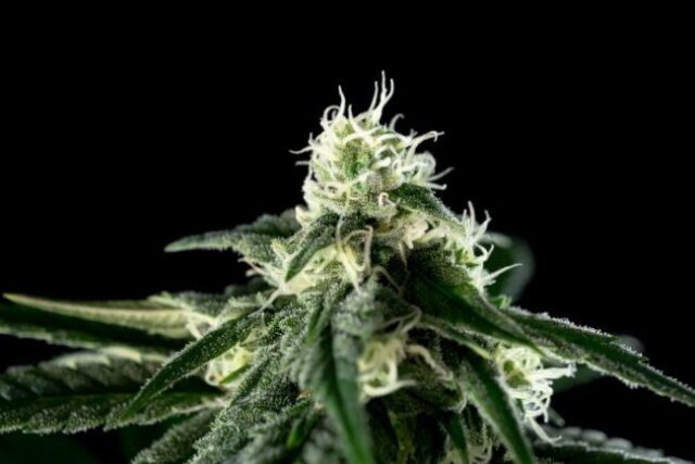 Bubba Cheesecake Feminized Seeds