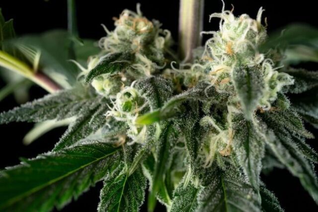 Bubba Cheesecake Feminized Seeds