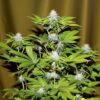 Bubba Kush Feminized Seeds