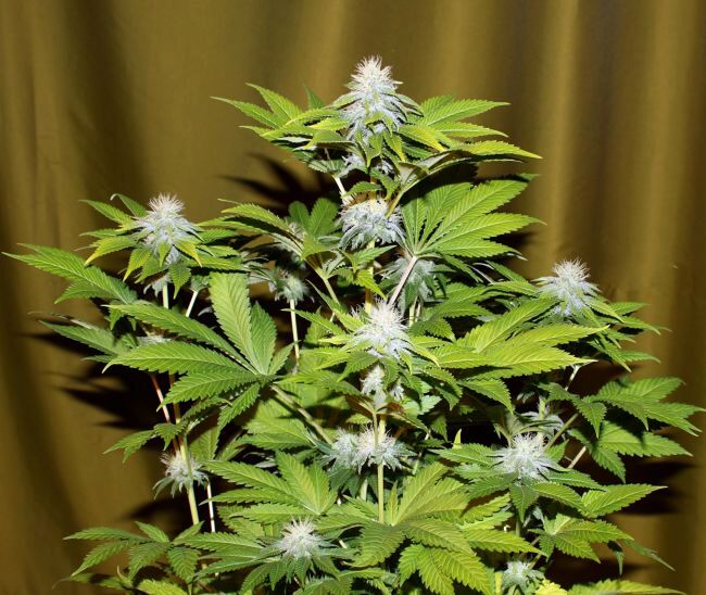 Bubba Kush Feminized Seeds