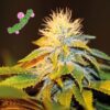 Bubba Kush Feminized Seeds