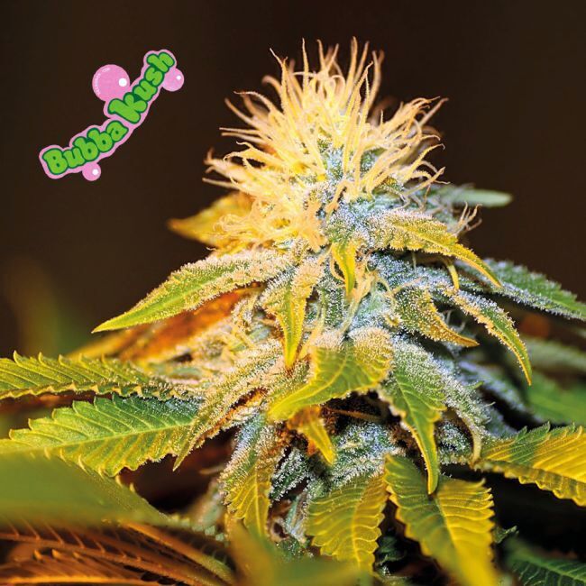 Bubba Kush Feminized Seeds