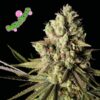 Bubba Kush Feminized Seeds