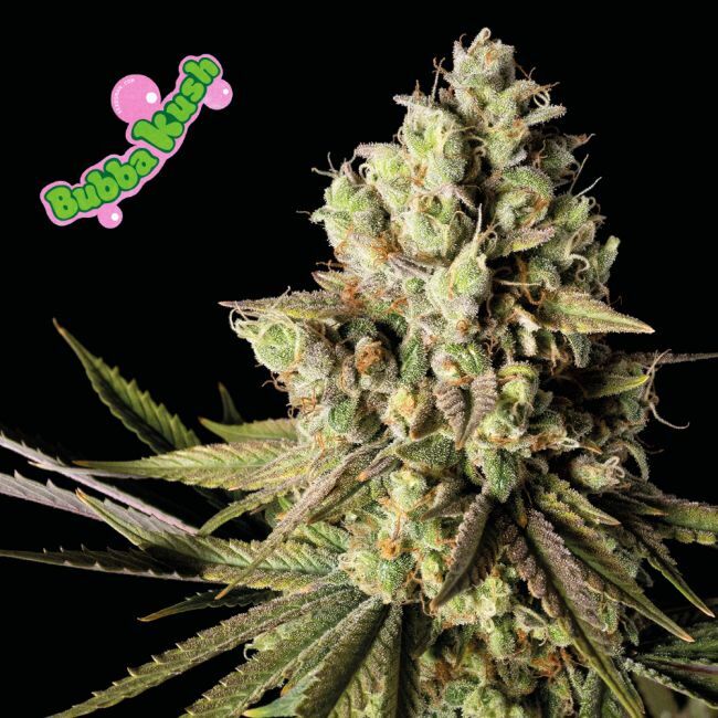 Bubba Kush Feminized Seeds