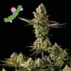 Bubba Kush Feminized Seeds