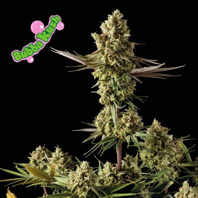 Bubba Kush Feminized Seeds