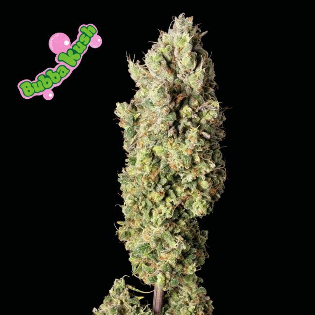 Bubba Kush Feminized Seeds