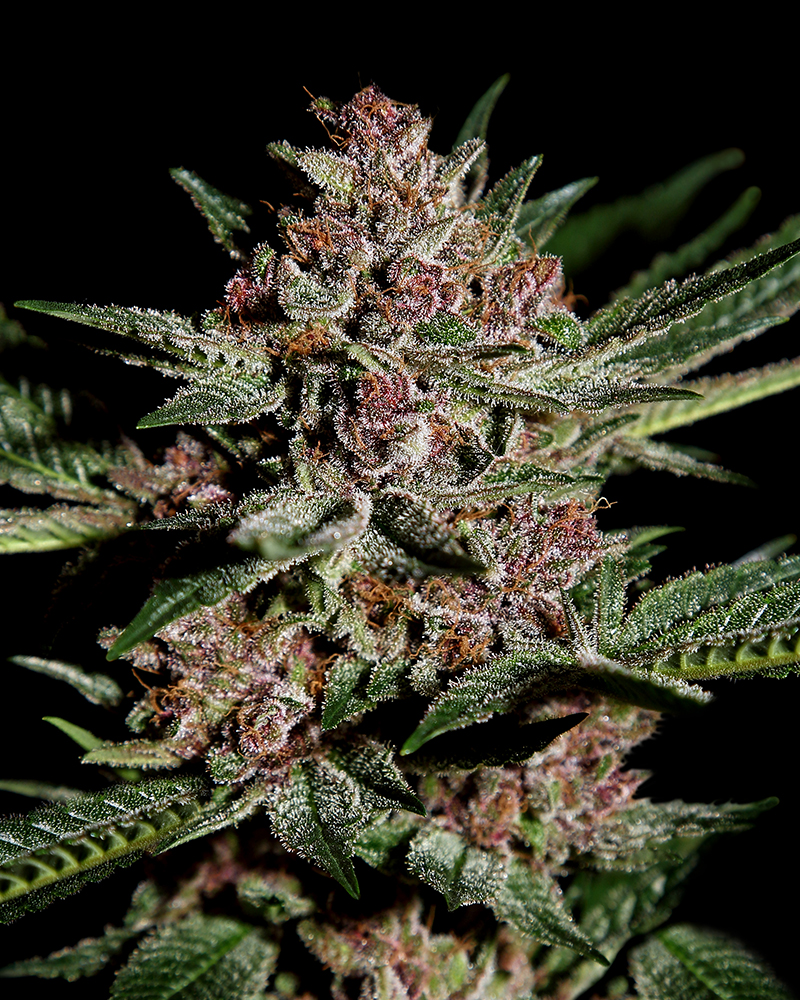 Buy Bubba Kush Feminized Seeds by Greenhouse Seed Co. in America - Image 2